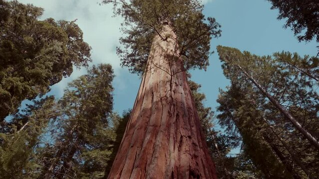 Forest Trees and a giant Fir