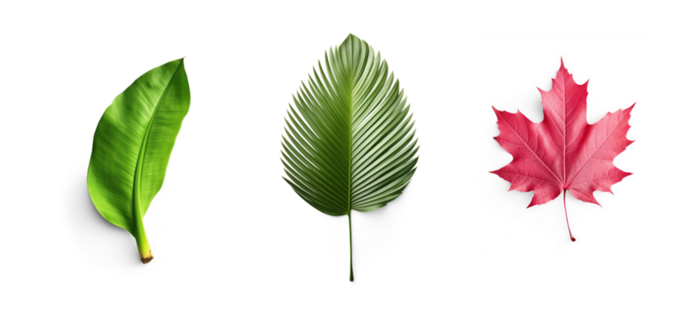 set of exotic big leaf green interior home plant for decoration and different foliage leaves and petals closeups cotout isolated on transparent png background