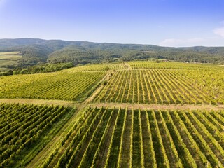 vineyard at late summer