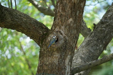 Blue tit feeding her chick in their bird nest