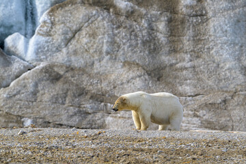 Big male polar bear, Svalbard, Norway