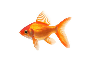 Fototapeta premium Small goldfish isolated on transparent and white background