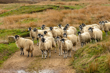 A flock of Swaledale Sheep in Springtime, moving down off the high moors in Swaledale, Yorkshire Dales, UK.  Alert and facing camera.   Horizontal.  Copy Space