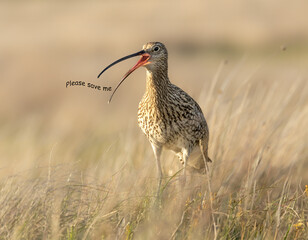 Curlew, Scientific name: Numenius arquata, Close up of a curlew, a declining wader now on the IUCN Red list, facing front with open beak and calling with text, Please Save Me.  Copyspace.  Horizontal