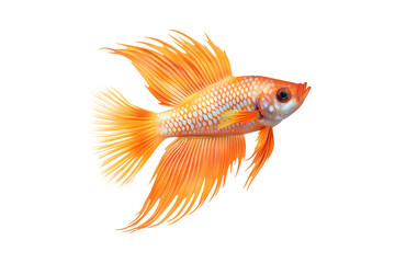 Fototapeta premium Goldfish isolated on white, transparent background