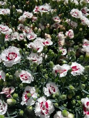Selective focus shot of sweet William flowers blooming in the garden in bright sunlight
