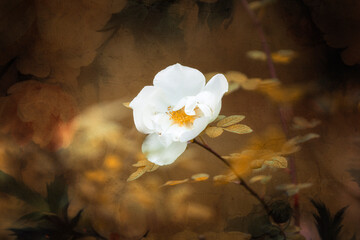 Biały kwiat róży w jesiennym parku, tło grunge