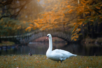 Krajobraz jesienny w parku, łabędzie i poranne miłe światło, Żywiec, Polska