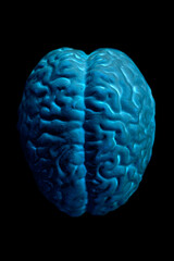 Human brain anatomical model on black background