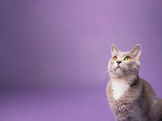 Portrait of a beautiful british shorthair cat on a purple background
