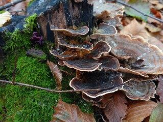 In the forest there is a stump on which moss and poisonous tree mushrooms grow. Beautiful forest background. The topic of collecting mushrooms in autumn.