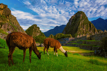 Llamas in the foreground with Huaynapicchu mountain in the background, Machupicchu Peru.