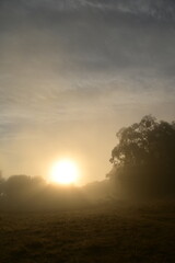 sunrise over the pond