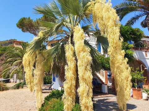 Palm tree brahea armata blooms with yellow flowers on the coast of the sea.