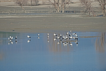 White storks (Ciconia ciconia) resting in a wetland during migration.