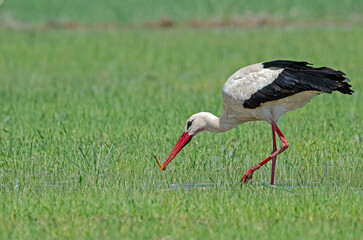 White stork (Ciconia ciconia) eating a centipede it hunted in a wetland.