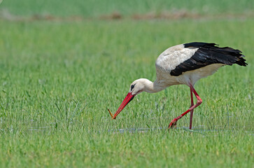White stork (Ciconia ciconia) eating a centipede it hunted in a wetland.