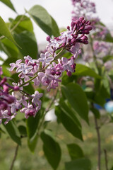 branch with delicate purple flowers of a garden plant lilac