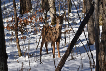 whitetail deer (Odocoileus virginianus) or Virginia Deer in wooded area in early winter