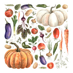 Watercolor set of vegetables, pumpkin, eggplant, onion, beet, pepper, radish, dill, carrot, pea, potato, parsley, spinach. Isolated handmade elements on a white background.