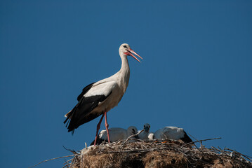 Mother white stork and her chicks in the nest (Ciconia ciconia).
