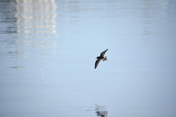 Piping Plover Bird with Wings Outstretched in Flight