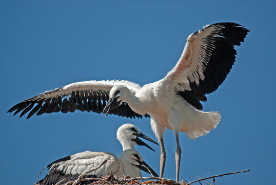 A baby white stork (Ciconia ciconia) trying to fly in the nest.