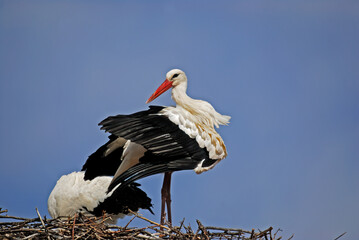 White storks (Ciconia ciconia) cleaning their feathers in a nest against a blue sky.