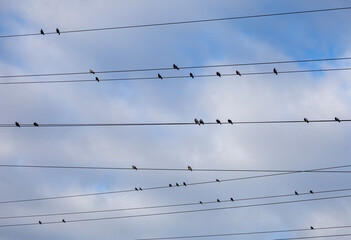Flock of pigeons resting on electricity wires