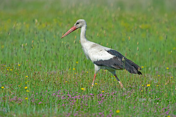 White stork (Ciconia ciconia) foraging among yellow and purple flowers in spring.