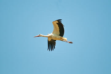 A white stork (Ciconia ciconia) flying against a blue sky background Free text field.
