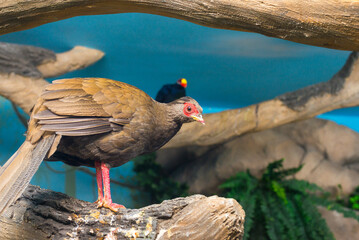 big tropical birds at decorative aviary