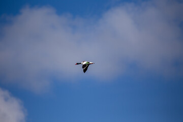 Vibrant Hoopoe (Upupa epops) spotted outdoors
