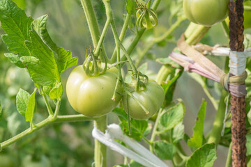 Unripe green tomatoes grown in a greenhouse. Gardening and agriculture. High quality photo