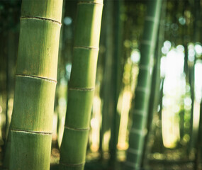 bamboo trees forest