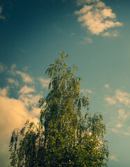 single birch tree against cloudy sky