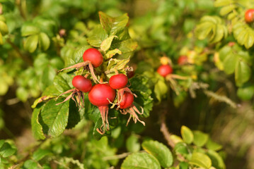 Botany. Red rosehip in the forest