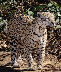 onça pintada pantanal © marco