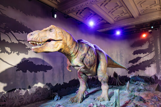 London, UK - May 19, 2023: A Roaring Animatronic Model of Tyrannosaurus Rex Dinosaur at Natural History Museum of London, Great Britain