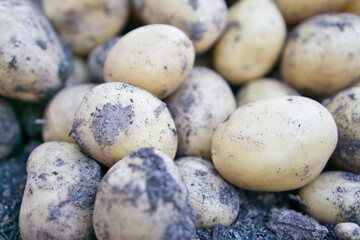 Kartoffeln erdig - Formatfüllend 