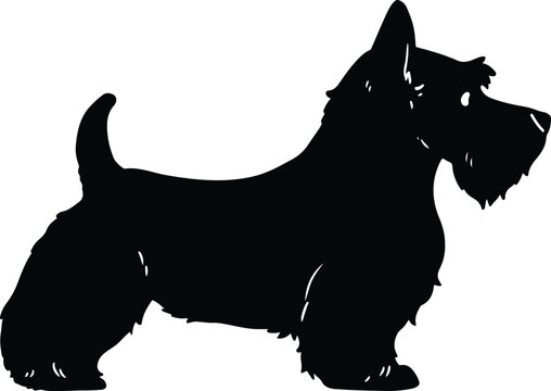 Scottish Terrier side body Silhouette with details
