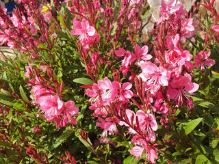 An epilobium or gaura bush with pink flowers blooms in a flower bed.