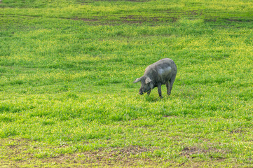 Livestock Scene: Iberian Pig exploring the green pasture dotted with yellow flowers.