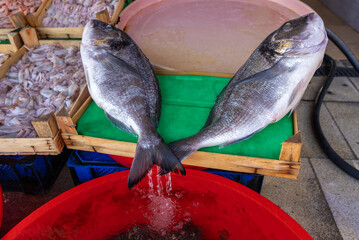 Fish shop, various fish, dorado, mackerel,
