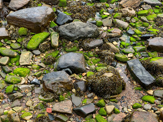 Seaweed and flotsam at low tide at a beach. Green algae, rocks and small shells - obrazy, fototapety, plakaty