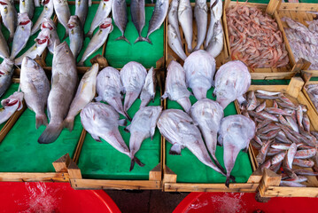 Fish shop, various fish, dorado, mackerel,
