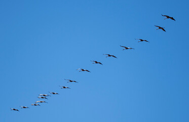 Common Cranes, Laguna de Gallocanta