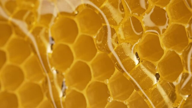 Honey dripping from honeycombs extreme macro.Natural bees wax cells, gold elixir