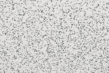 flock of starlings in the sky - obrazy, fototapety, plakaty