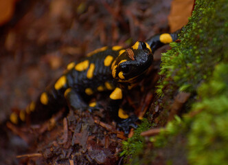 autumn salamander in the forest standing on the tree trunk